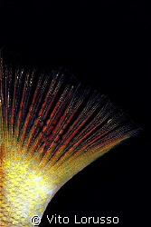 Fishs - Serranus hepatus (detail) by Vito Lorusso 